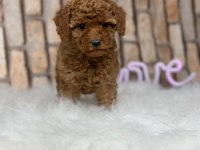 Şecereli Mikro Çipli Poodle Yavrular Erkek Dişi