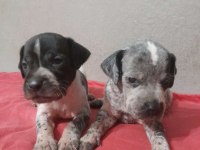 Pointer Av Köpeği Avcı köpeğimin yavrusu