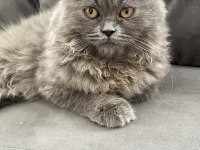 GÜZEL BRİTİSH LONGHAİR KIZIMIZ YENİ SAHİBİNİ BEKLİYOR