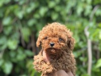 EXOTIC PET CLUB TOY POODLE YAVRULARI