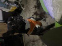 French bulldog 21.06.2022 doğumlu