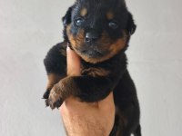 Rottweiler yavruları