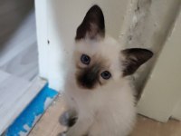 2 aylık siyam kedisi yavruları