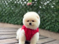 Orjinal Pomeranian Boo Yavrular