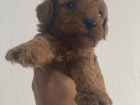 TESLİME HAZİR orjinal toy poodle bebekler