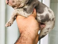 Blue lilac merly erkek ve dişi french bulldog yavrular