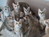British Shorthair Evcilmen Yavrularımız