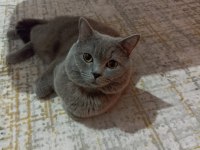 British tatlı oğluşumuz