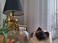 Ragdoll Kedimiz İçin Kalıcı ve Sevgi Dolu Ev