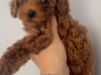 2 aylık erkek toy poodle