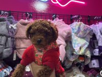 RED BROWN TOY POODLE YAVRULAR