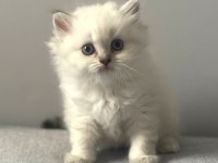 British Longhair Silver Point