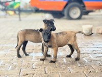 Kalitenin Tek Adresi A+ Kalite Malinois Yavrular