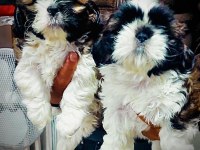 Shih tzu yavrular