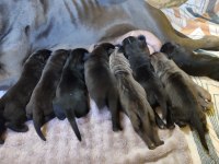Orjinal Cane Corso