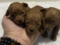 Red Brown renk Kore kan poodle bebekler