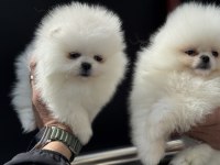 Show kalite pomeranian boo yavrularımız