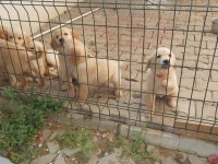 Muhteşem kaliteli golden retriever yavrularımız