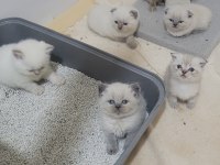 Scottish fold british shorthair blue point bebekler