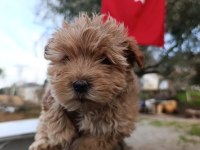 Maltipoo yavrum 55 günlük