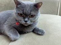 1 yaşında british shorthair