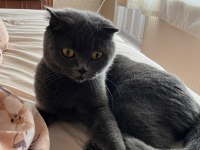 Ücretsiz Sahiplendirilecektir 1 Yaşında Scottish Fold