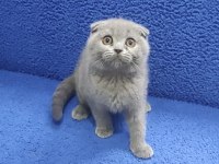 İstanbul içi 7/24 Adrese teslim scottish fold ponçik