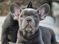 Blue French Bulldog Yavruları İstanbul