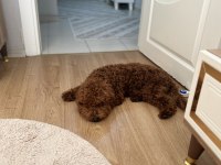 Kucak aşığı sevecen toy poodle