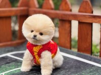 BÜYÜMEYEN CİNS POMERANİAN BOO