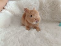 Cüce tavşan bebeklerimiz