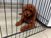 Kore Poodle Yavrumuz