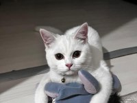 7 AYLIK BEYAZ DİŞİ BRITISH SHORTHAIR