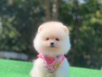 Safkan ayı surat pomeranian pofuduklarım yuva arıyor
