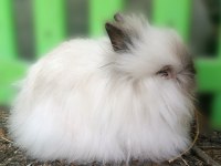 Cüce Angora Tavşan (Teddy Dwarf)