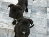 Cane corso köpeği