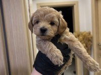 Köpeğimizi Sahiplenecek yuva arıyoruz