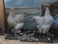 LAVENDER BRAHMA KULUÇKALIK YUMURTA & CİVCİV