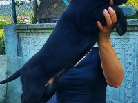 Anneden de Babadan da Dünya Şampiyonu Cane Corso Torunları