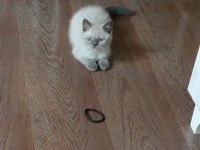 Dişi british shorthair kedisi