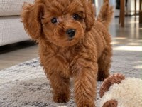 Toy Poodle Irkı