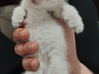 Yavru scottish fold kediler