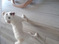 15 aylık aşıları çipi ve karnesi mevcut