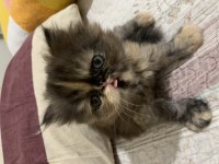 İRAN KEDİSİ