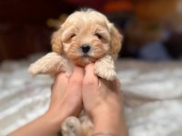 Maltipoo Yavrularımız