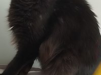 7 aylık maine coon dişi