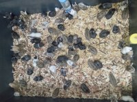 Yavru gonzales hamster