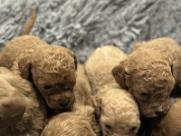Toy poodle orjinal yavrular Dişi Erkek