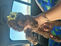 Toy poodle yavru