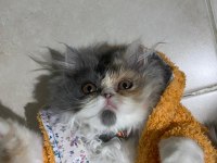 Persian prenses